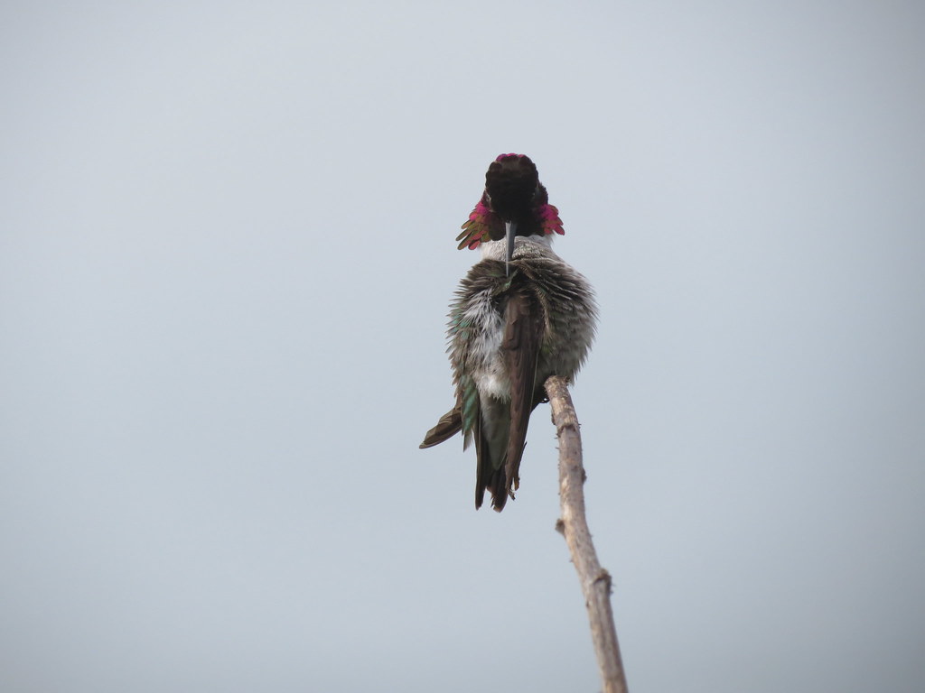 Anna's humminbird grooming Mila Zinkova Flickr