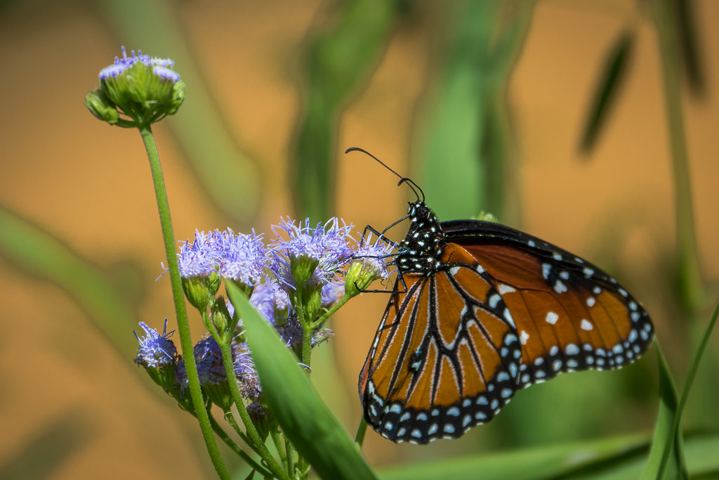 DSC_6651 Linda DyerKennedy Flickr