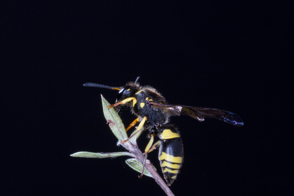 European Tube Wasp (Ancistrocerus gazella) Wasp photograph… Flickr