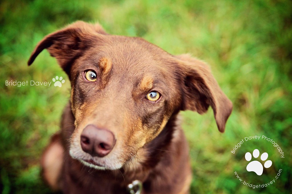 The Look Pet Photography Leighton Buzzard Bridget Davey … Flickr
