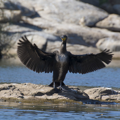 Cormorant Wing Spread pradeep87blore Flickr