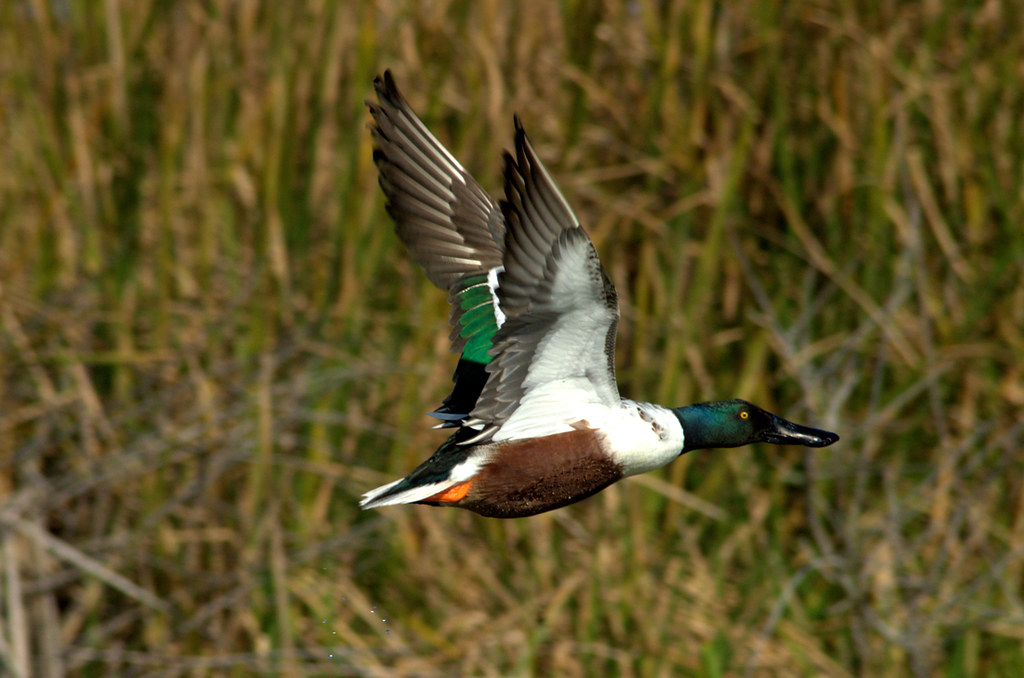 Port Aransas Birding Center Sandy Weaver Flickr