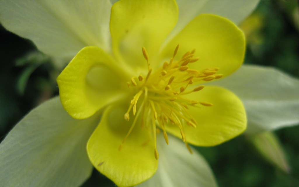 flowers_in_our_garden (2) Idaho Falls Seventhday Adventist Church