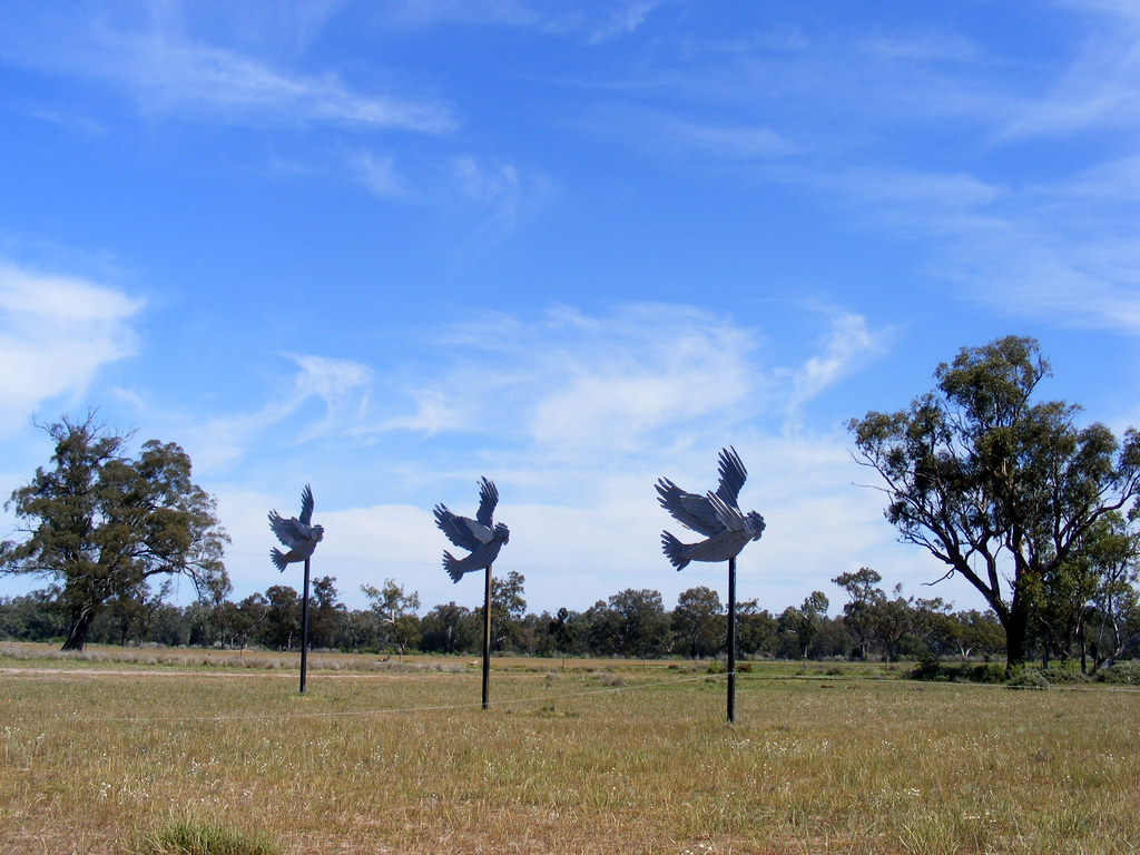 Gulargambone galahs The little rural NSW town of Gulargamb… Flickr