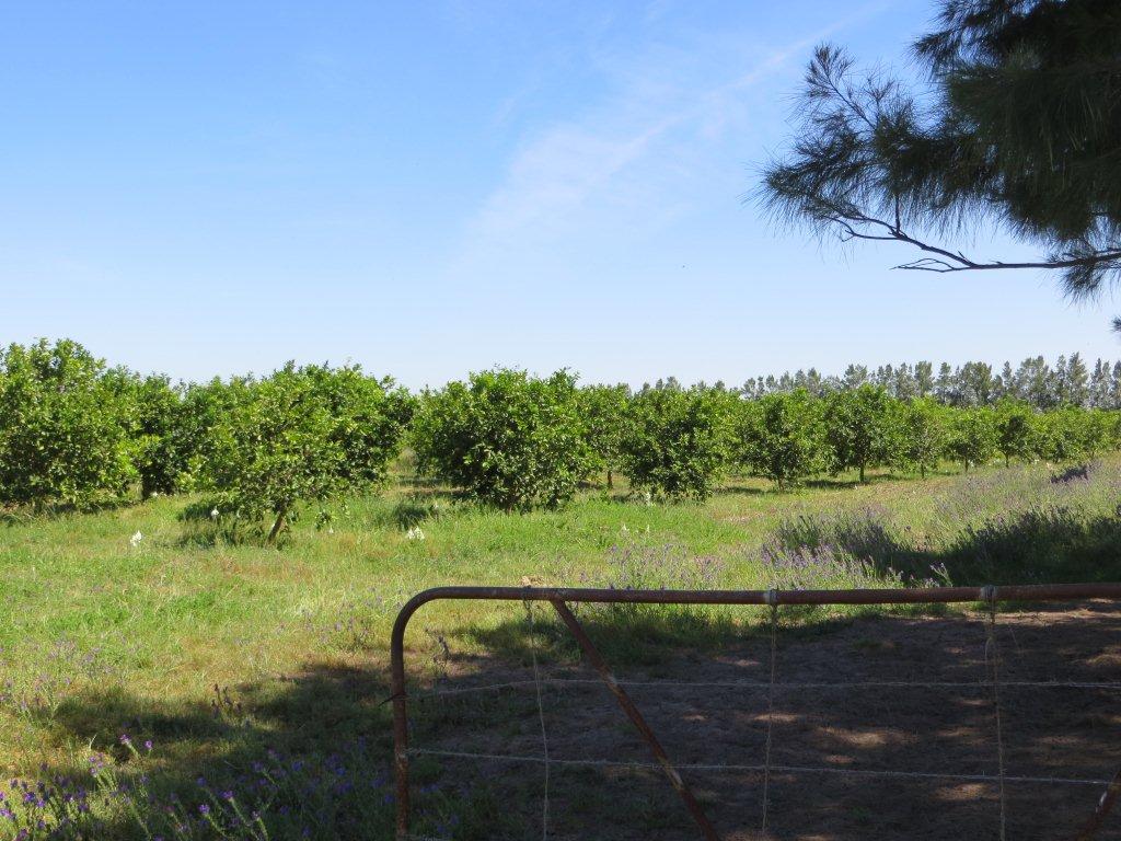 Lime Citrus farm for sale Malmesbury South Africa Lime far… Flickr