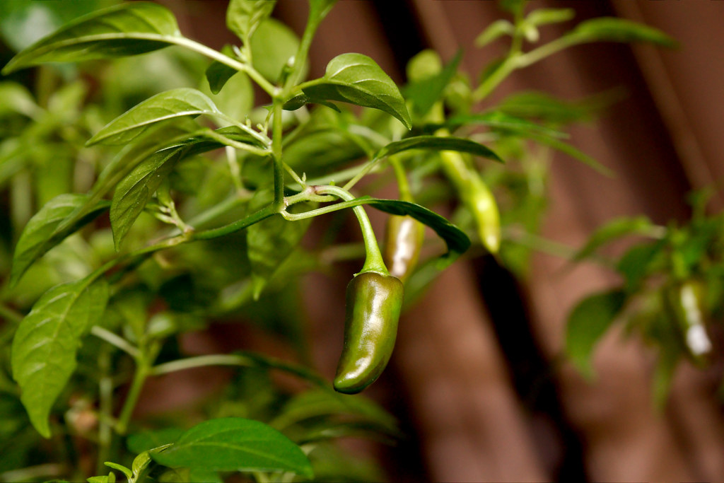 Chillies A few of my chillies as they start to colour up Andy