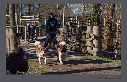 Greenland Days at Odense Zoo 2015 Dogs galore cowgirl_dk Flickr