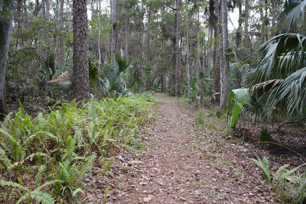 Young Hammock Trail Highlands Hammock State Park Florida Hikes Flickr