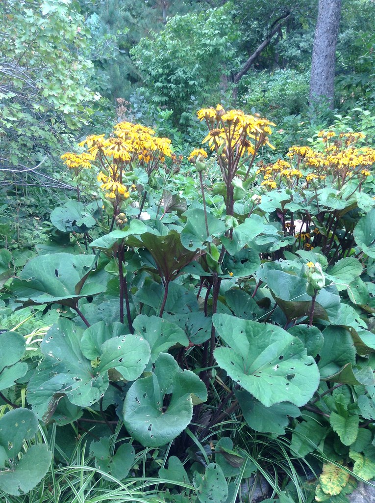 Ligularia sp. Flickr