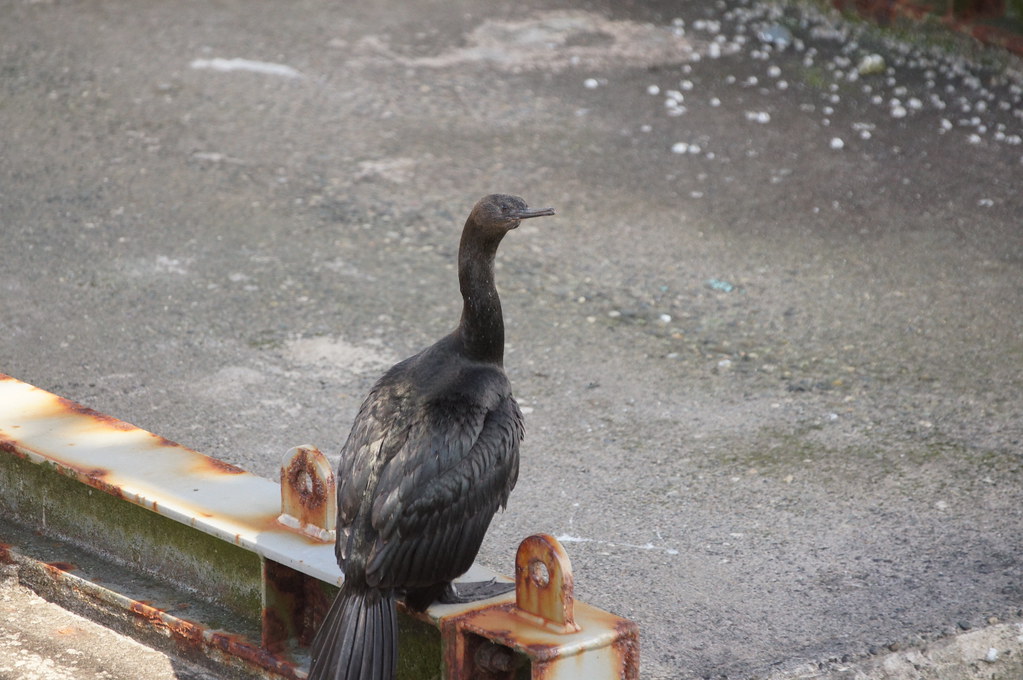 Cormorant Puget Sound Naval Shipyard and Intermediate Main… Flickr