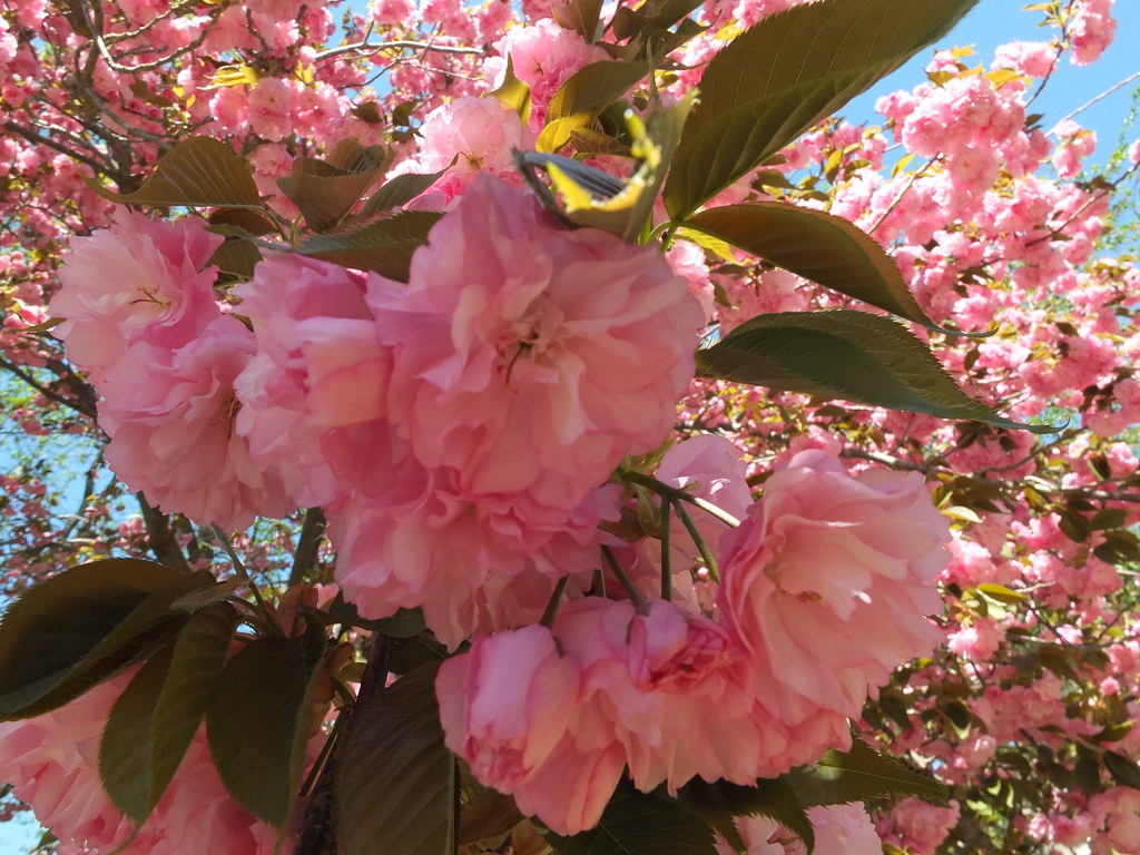Kwanzan cherry blossoms Cathy Flanagan Flickr