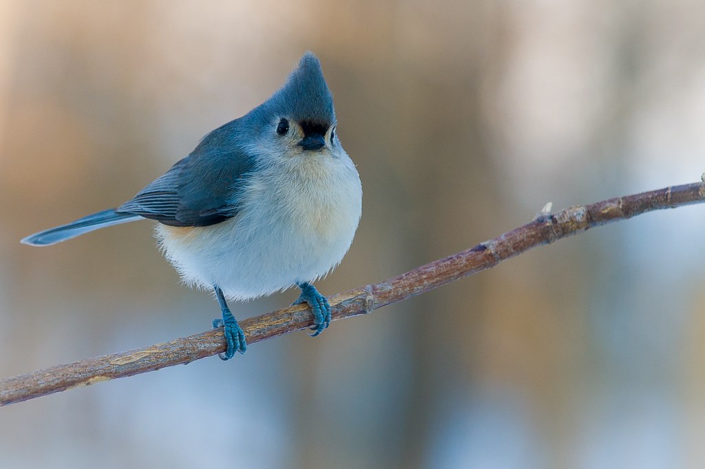"Tufted Titmouse" A small songbird from North America, a s… Flickr