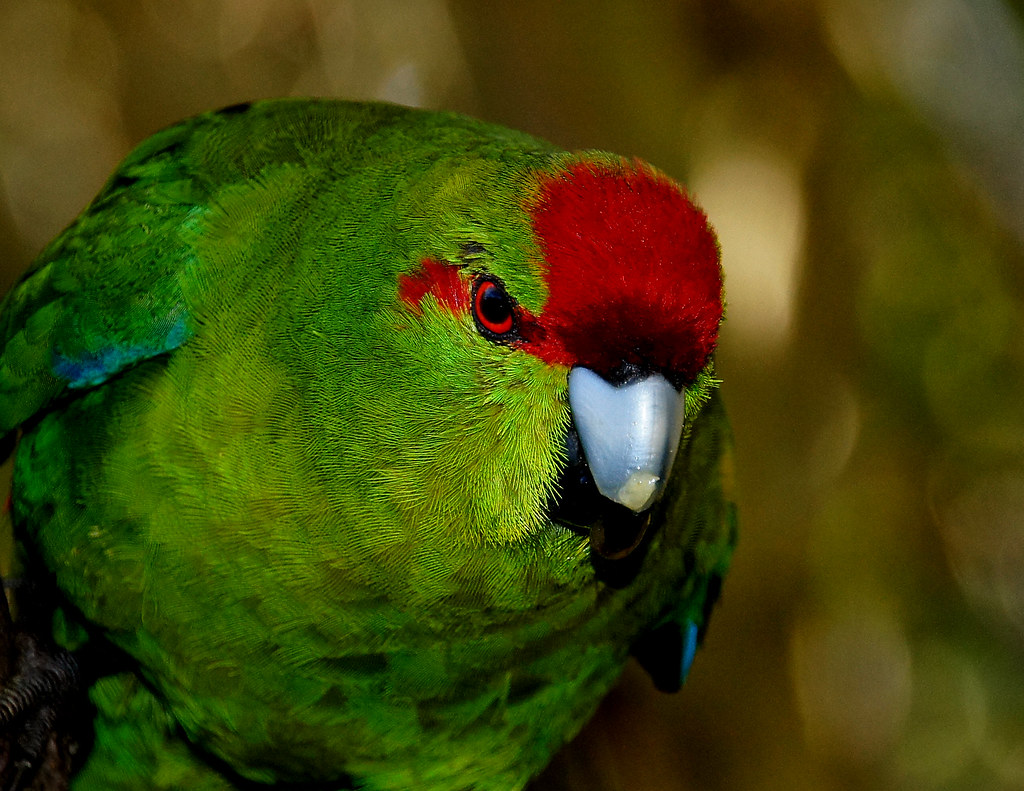 Kakariki. ( Cyanoramphus, ) The three species of Kākāriki … Flickr