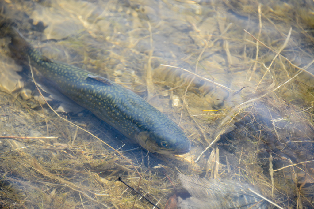 Trout Stocking FORT INDIANTOWN GAP, Pa. Marquette Lake … Flickr