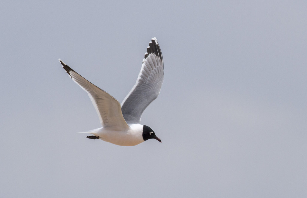 Franklin's Gull Brownsville Landfill, Brownsville, TX 4/2