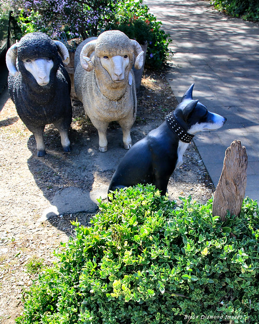 Blue Heeler Dog and Merino Sheep Sculpture, Hahndorf, South Australia