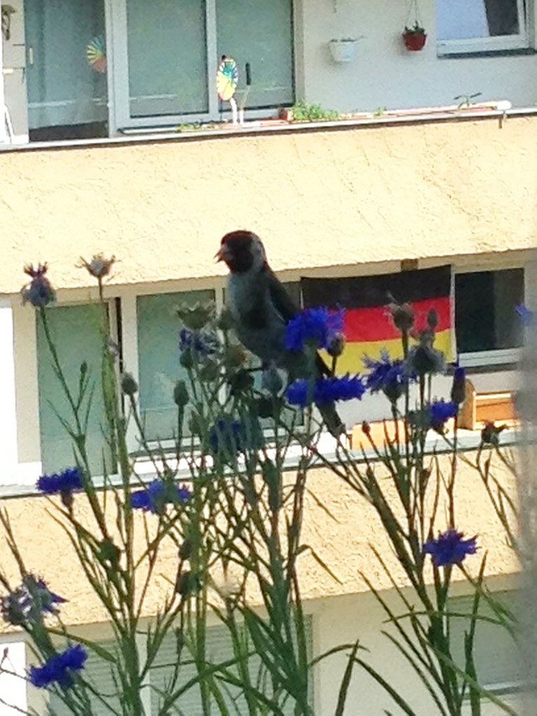 A little bird came by to eat my cornflowers... ) Mirko Wienke Flickr