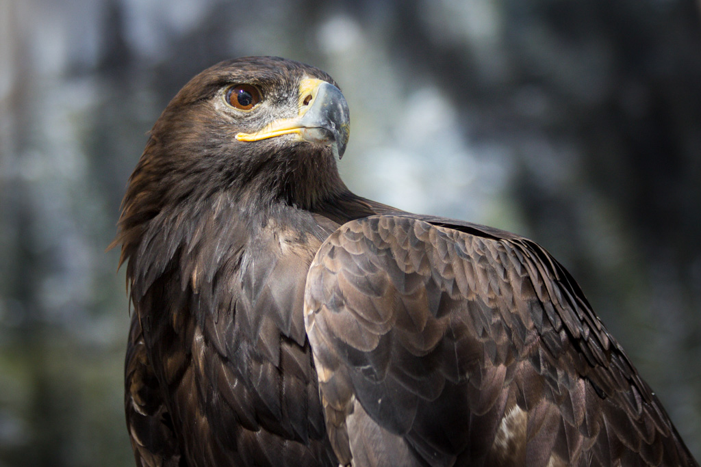Golden Eagle Taken at the Scottish Games in Pleasanton, CA