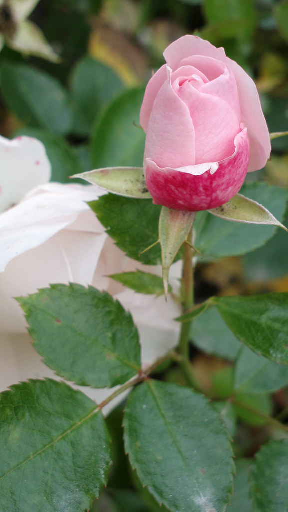 Aspirin Ruusupuisto Rose garden KamalaKala Flickr