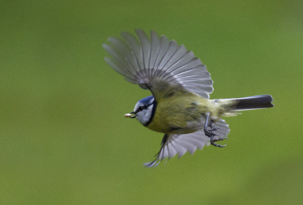 Little Bluey A little bluey in my Dad's garden today. Lolly Flickr