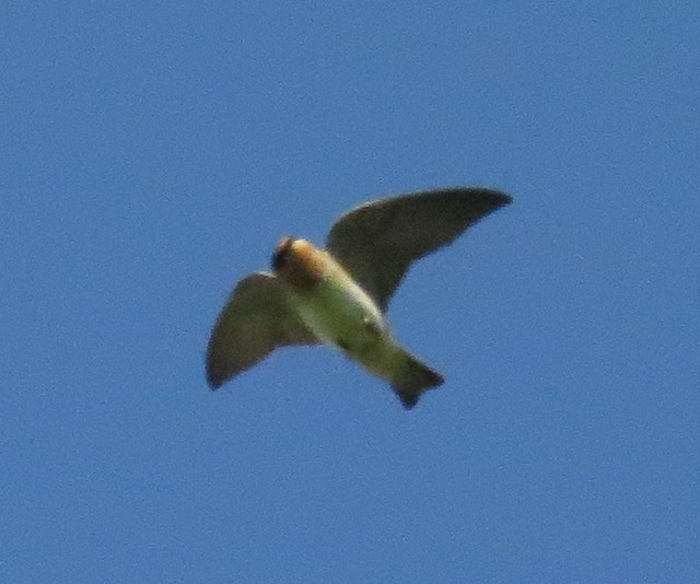 Cave Swallow (1st Kiowa County record) Snyder turnoff, Rt … Flickr