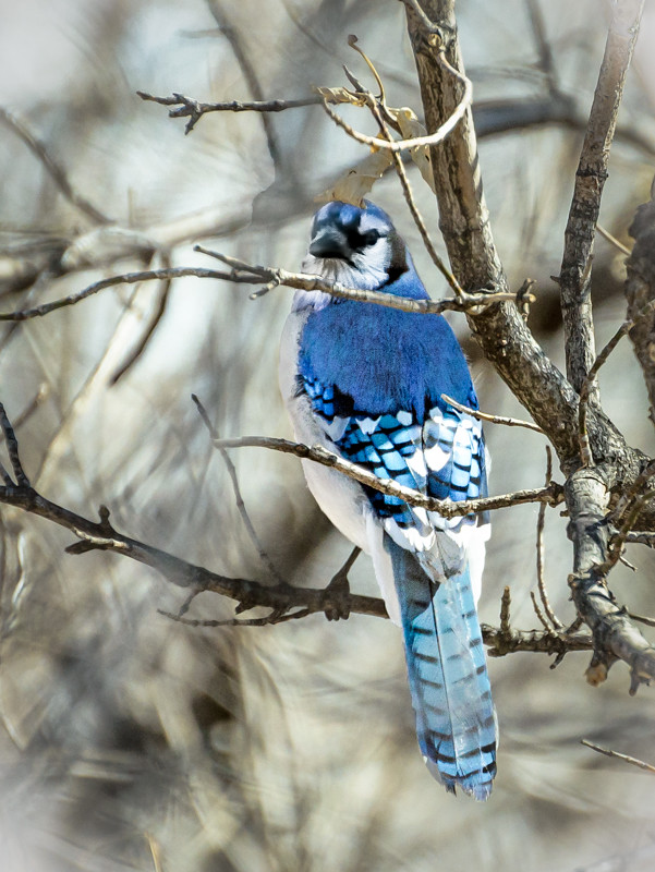 Meewasin Valley Trail Saskatoon, Saskatchewan Blue Jay Kneale Quayle Flickr