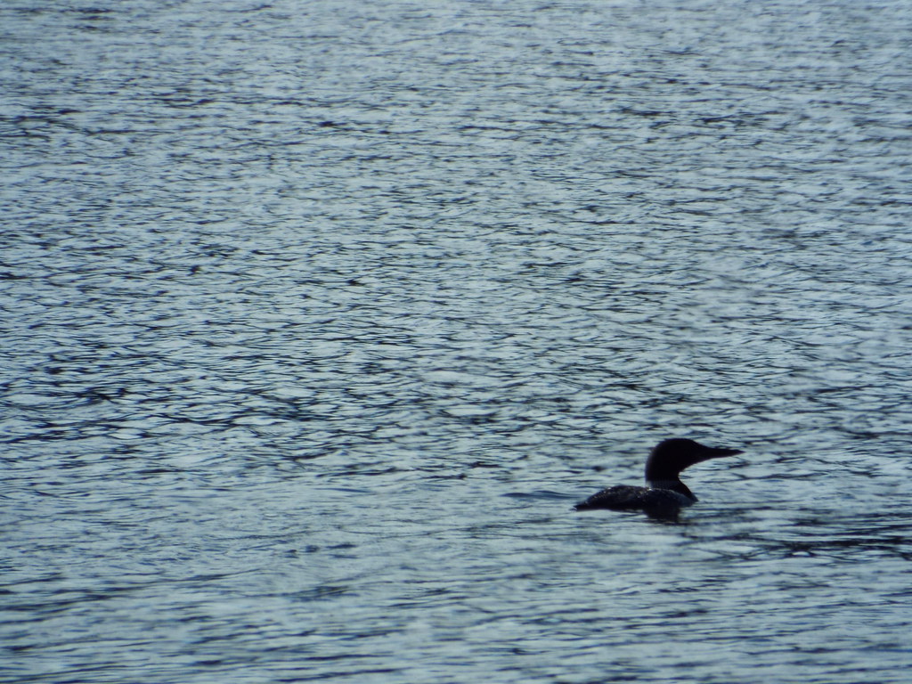 DSCF3268 long lake phelps wisconsin Sheila Kaplan Bradford Flickr