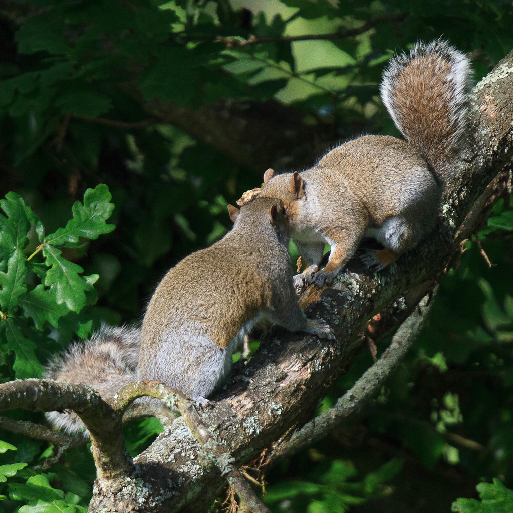 Frolicking Grey Squirrels in an oak tree over the River Me… Flickr