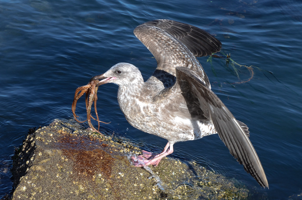Seagull eating a octopus (alive) Seagull eating a octopus … Flickr