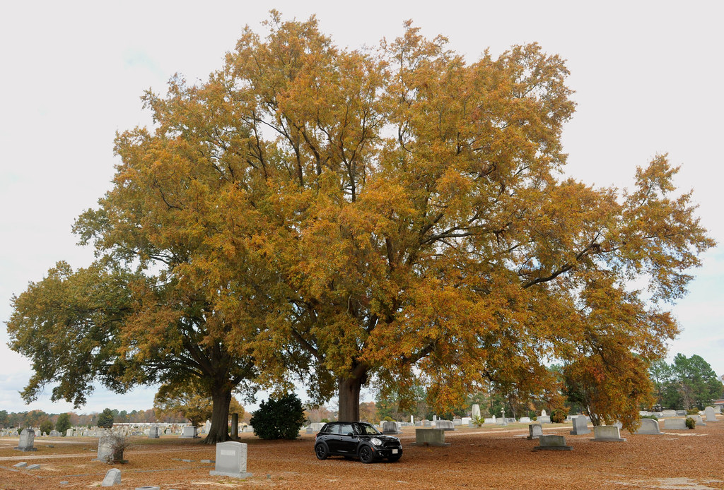 Elevation of Deer Walk Rd, Tarboro, NC, USA Topographic Map