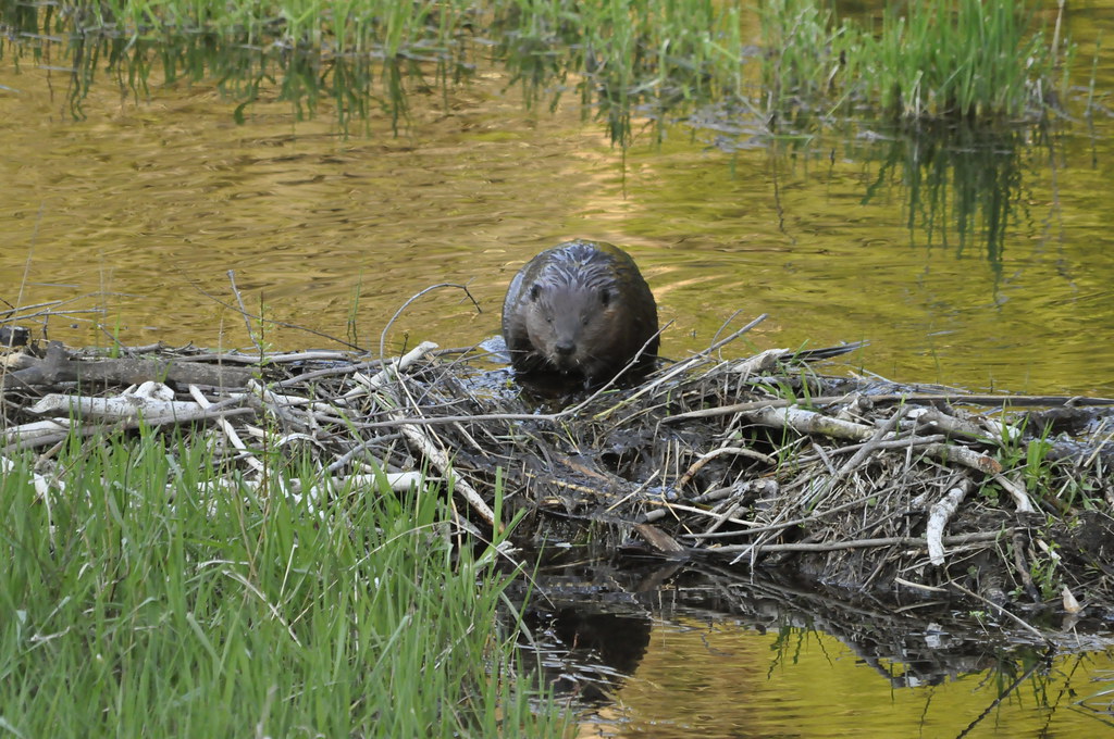 _DSC2026 Inspection tour of the beaver pond. Our beavers w… Flickr