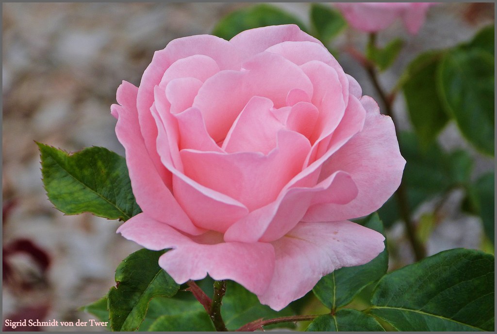 "Rose is a rose is a rose is a rose" (Gertrude Stein) Flickr