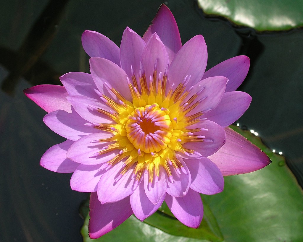 Water Lily National Flower of Sri Lanka Photo from our p… Flickr