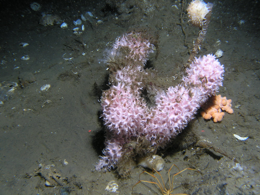 Isodictya setifera, "Stringy Sponge" Flickr