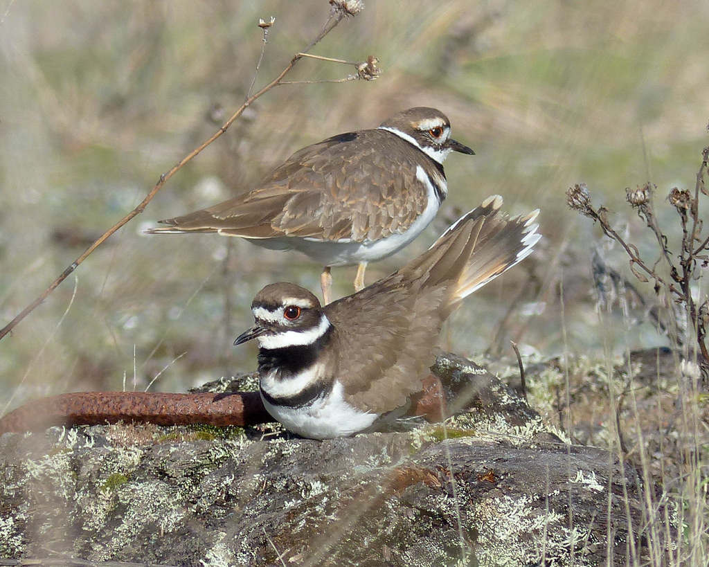 Killdeer I think these two were engaging in courtship acti… Flickr