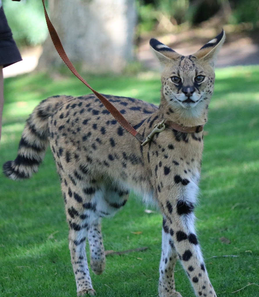 Serval African wild cat The serval is a mediumsized Afr… Flickr