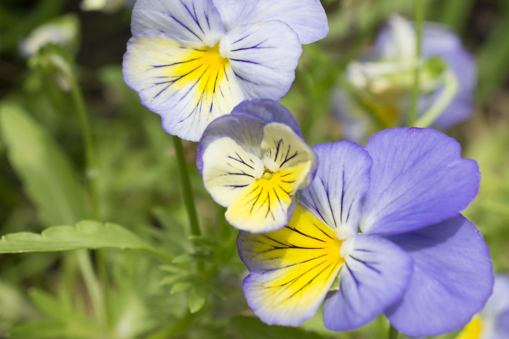 Pansy Viola wittrockiana 'Ultima Morpho' (pansy) in the Sh… Flickr