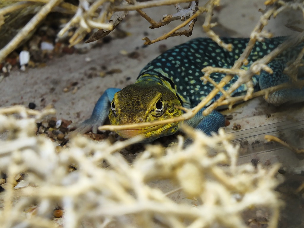 Goldkopf Halsbandleguan, Crotaphytus collaris (früher / f