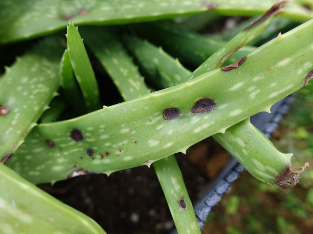 All sizes Aloe vera Anthracnose Flickr Photo Sharing!