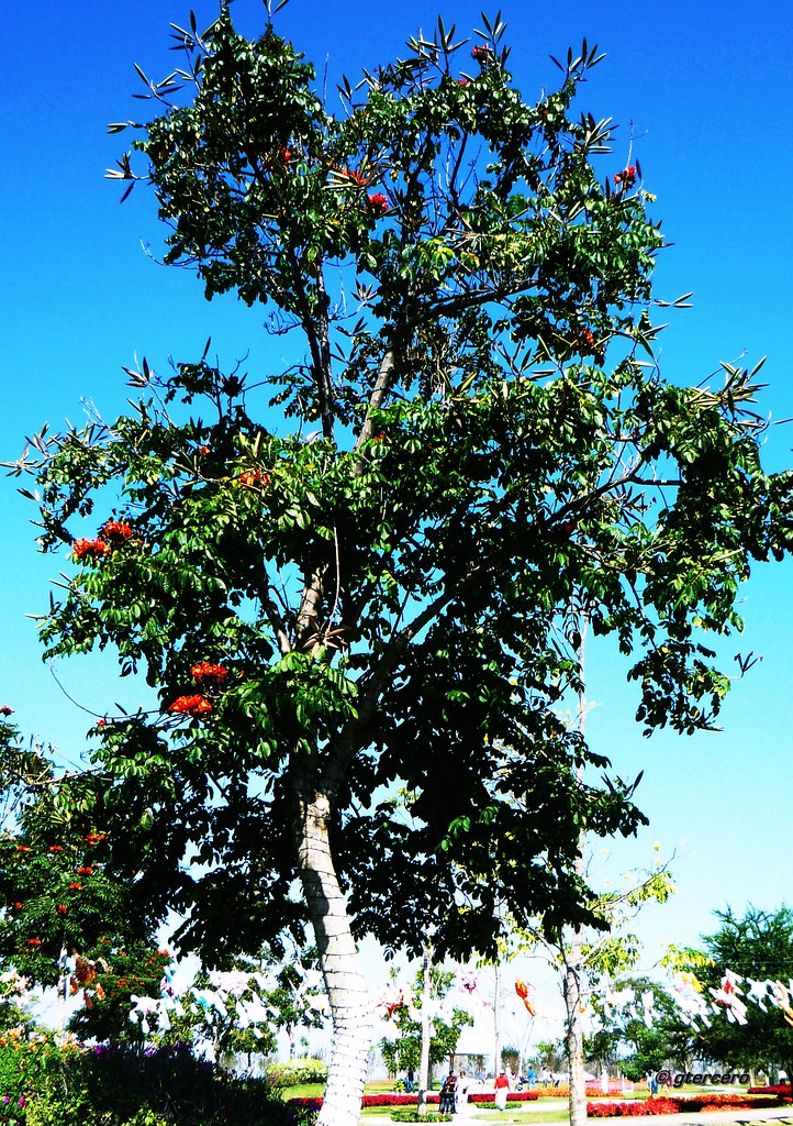 Tabachín,Caesalpinia pulcherrimaP1130645EP gtercero Flickr