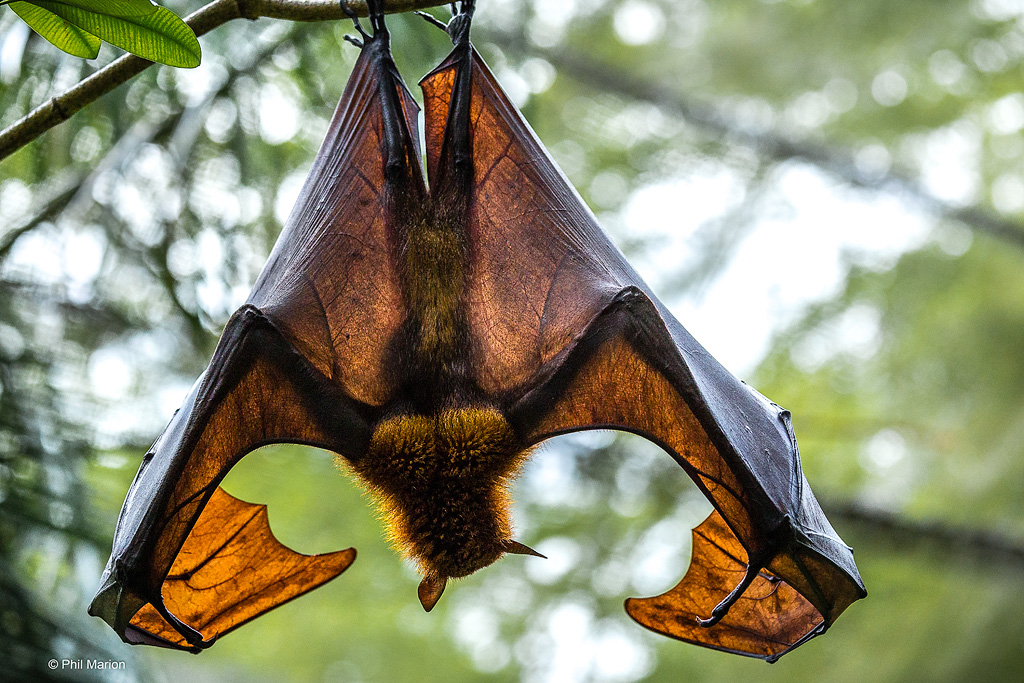 Malayan Flying Fox Singapore The large flying fox (Ptero… Flickr