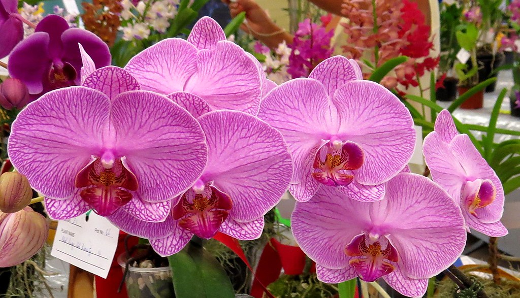 Orchids beautiful... at an orchid show in Brisbane...… Flickr