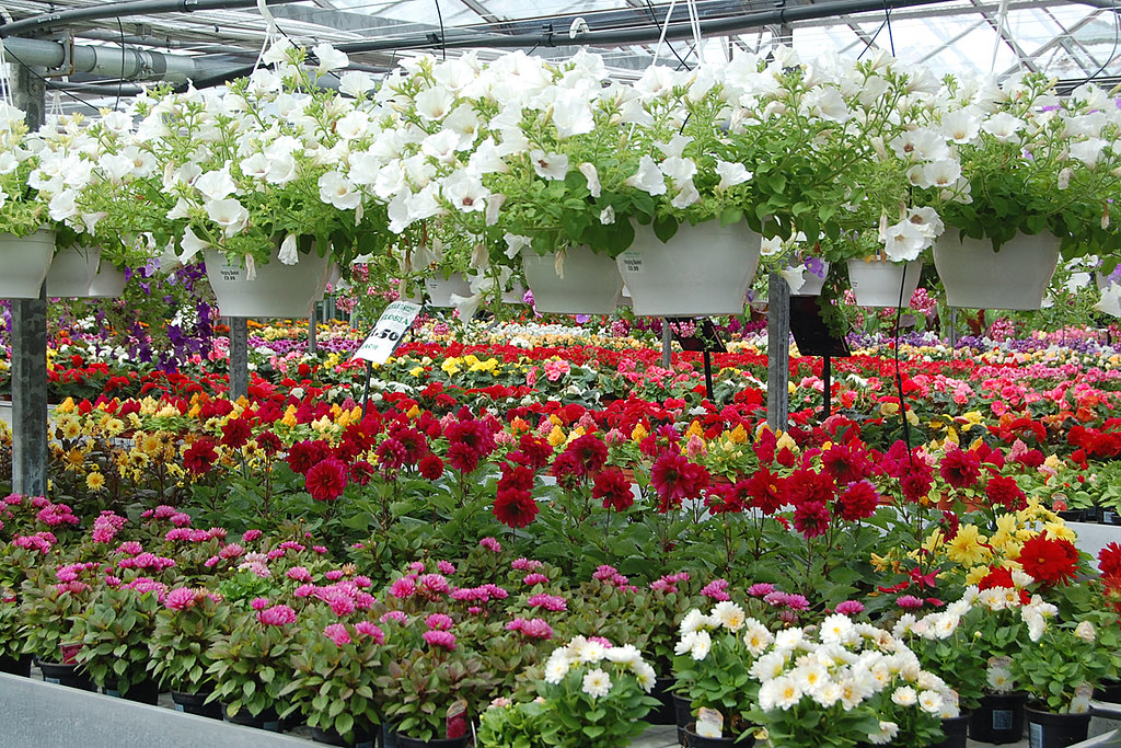 Garden Center near Capel Manor Gardens, London, June 16, 2… Flickr