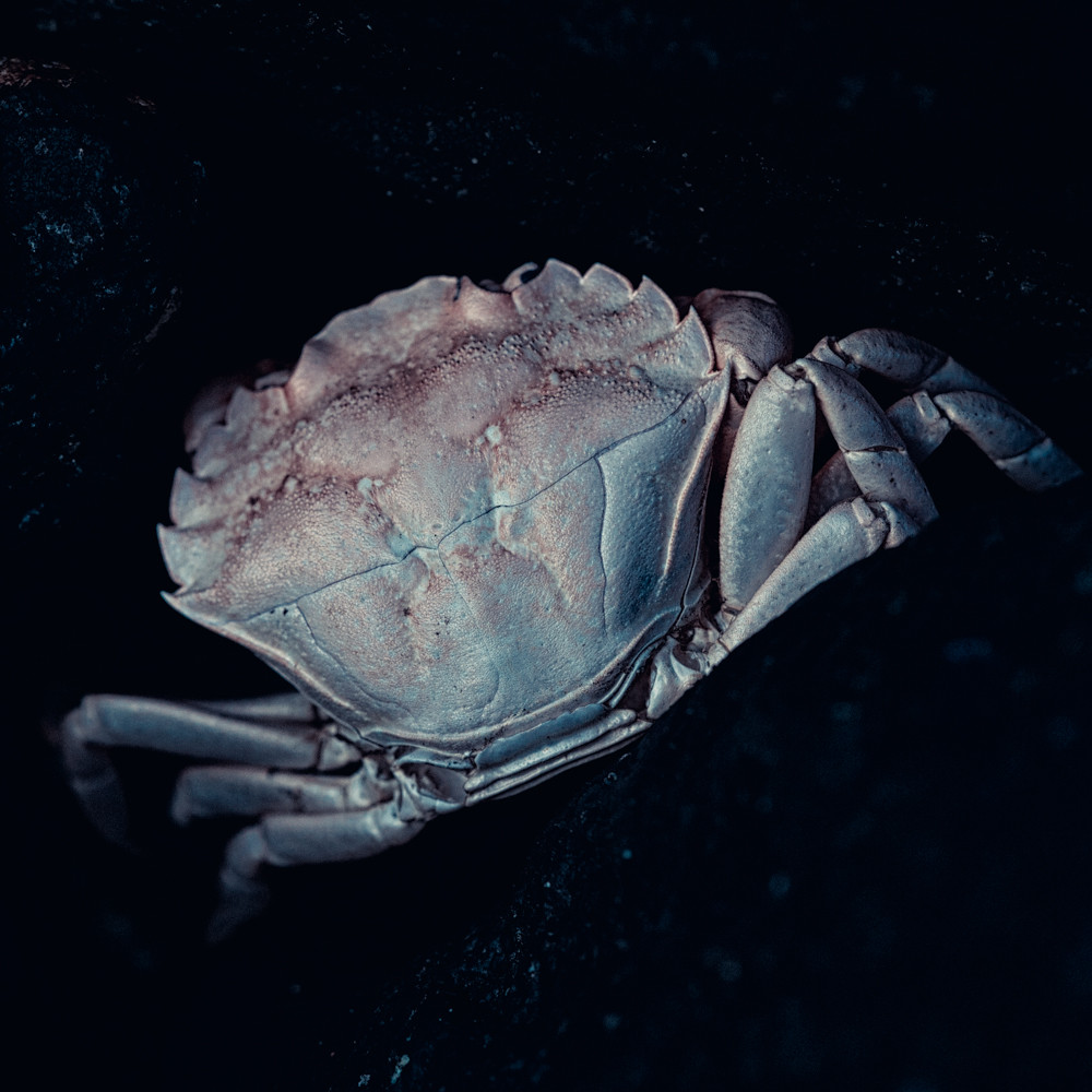 Crabs Sad and beautiful at the same time. And a mystery