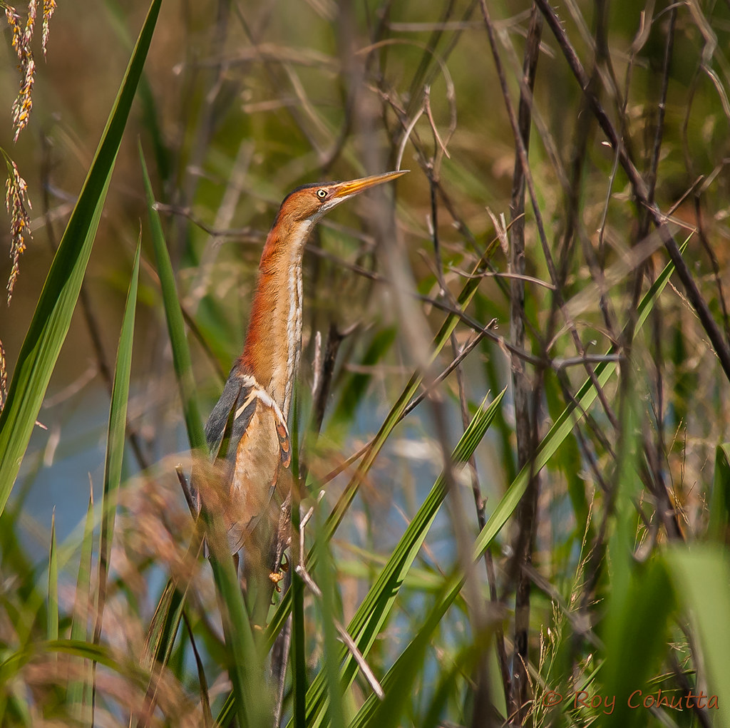 Least Bittern Altamaha WMA Butler Island, McIntosh Count… Flickr