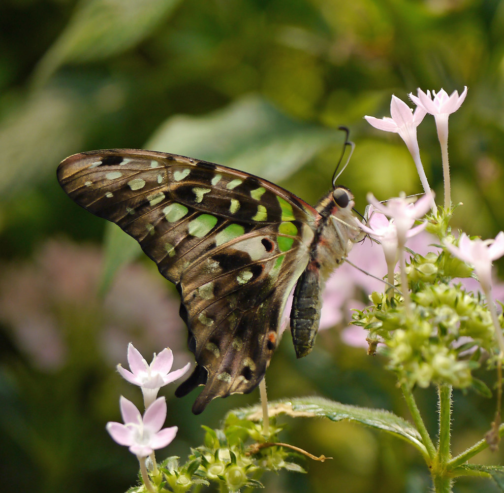 green and brown butterfly 3 I think that this is a Malachi… Flickr