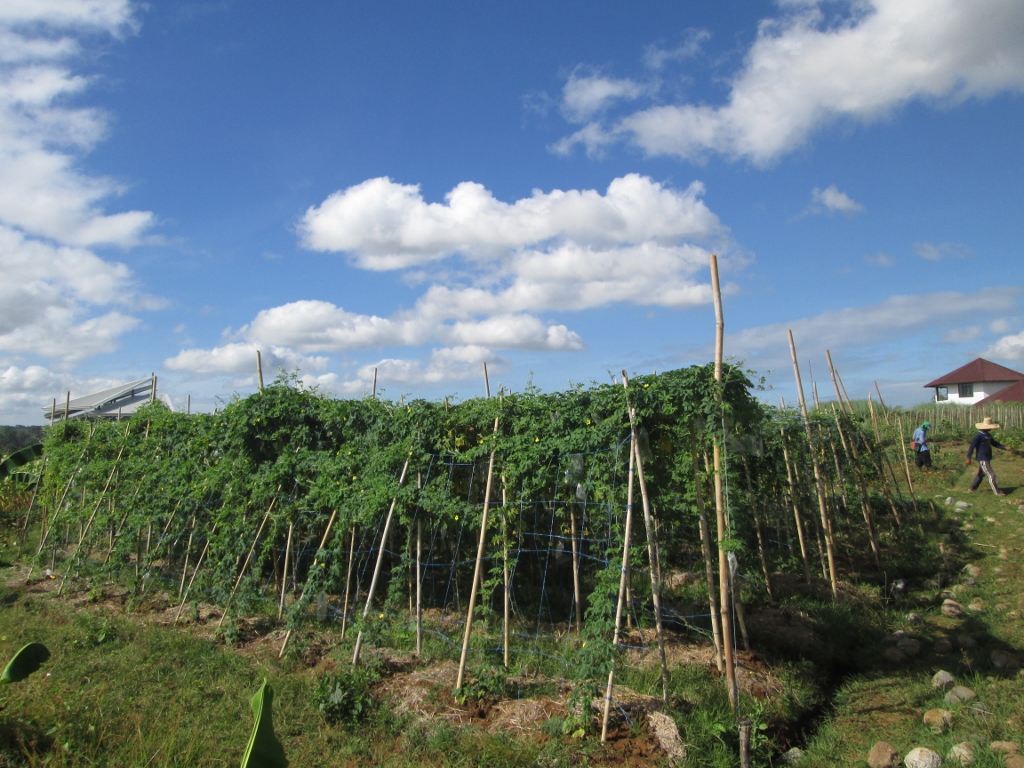 ampalaya trellis ampalaya trellis Center for Bayanihan Economics