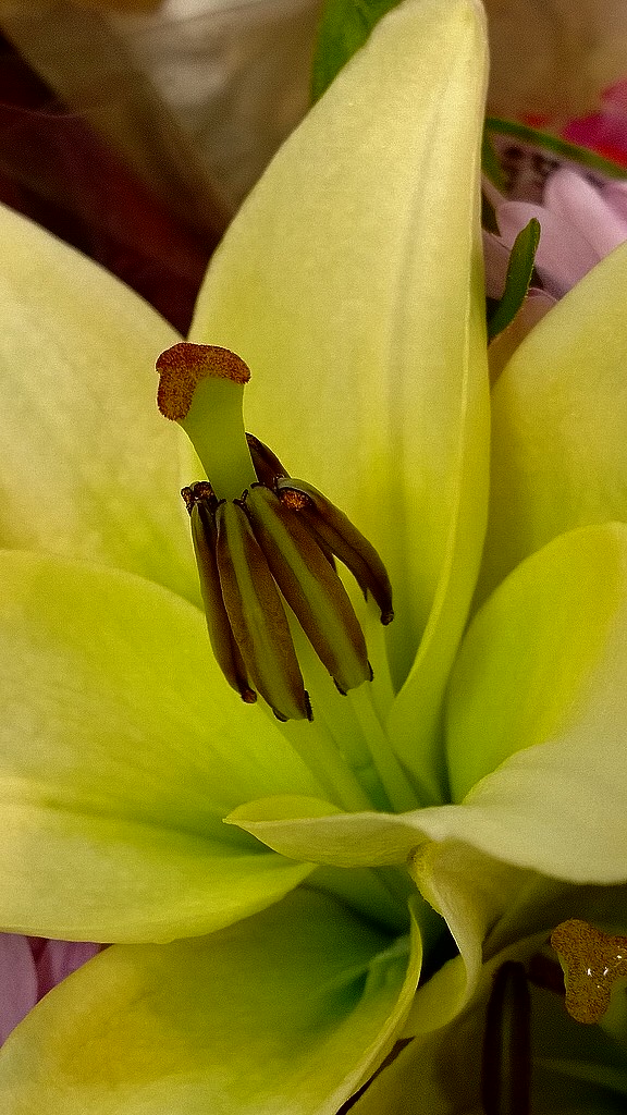 Lily Macro From One Of The Many Lovely Valentine's Bouquet… Flickr