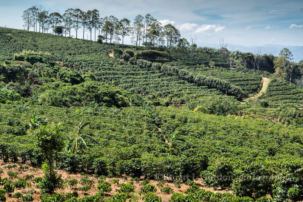 Coffee Plantation, Central Highlands of Costa Rica Flickr