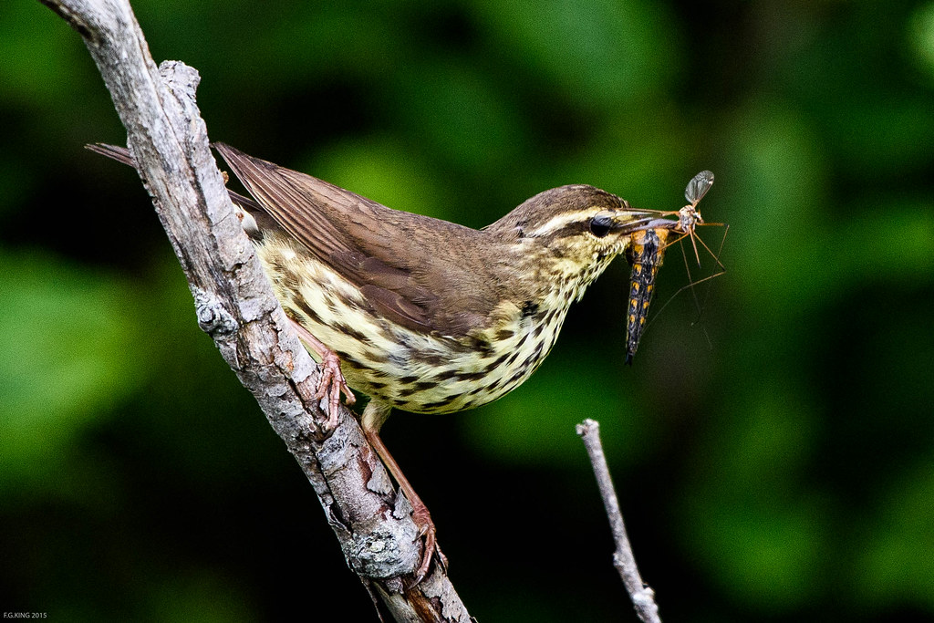 Witless Bay Line & Goulds Flickr